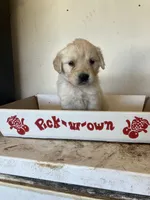 Reese, a female Golden Retriever for sale in Plymouth, IN – 4 of 4