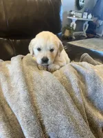 Beau, a male Golden Retriever for sale in Plymouth, IN – 2 of 4
