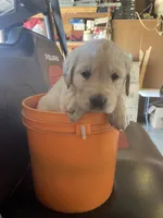 Yvette, a female Golden Retriever for sale in Plymouth, IN – 1 of 2