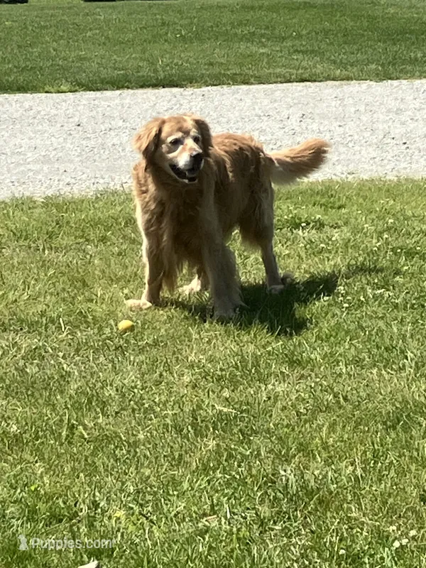 Titus, a male Golden Retriever for sale in Plymouth, IN – 1 of 4