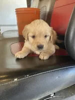 Lily, a female Golden Retriever for sale in Plymouth, IN – 3 of 4