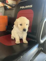 Duke, a male Golden Retriever for sale in Plymouth, IN – 4 of 4