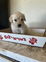 Reese, a female Golden Retriever for sale in Plymouth, IN – 2 of 4