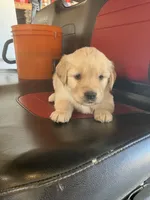 Lily, a female Golden Retriever for sale in Plymouth, IN – 4 of 4