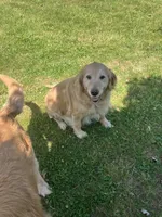 Piper, a female Golden Retriever for sale in Plymouth, IN – 4 of 5