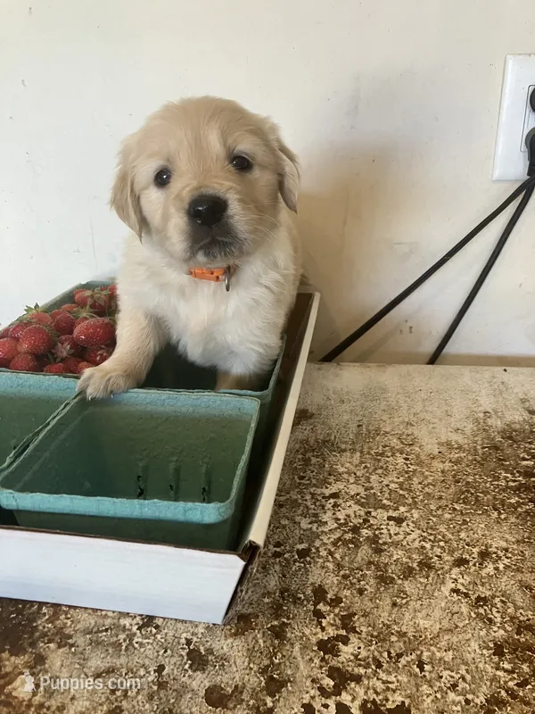 Olivia – Golden Retriever puppy for sale in Plymouth, IN