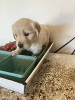 Olivia, a female Golden Retriever for sale in Plymouth, IN – 4 of 6