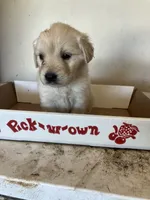 Reese, a female Golden Retriever for sale in Plymouth, IN – 3 of 4