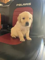 Duke, a male Golden Retriever for sale in Plymouth, IN – 3 of 4