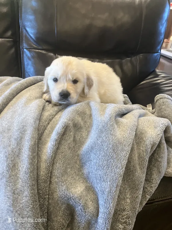 Beau – Golden Retriever puppy for sale in Plymouth, IN