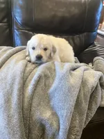 Beau, a male Golden Retriever for sale in Plymouth, IN – 1 of 4