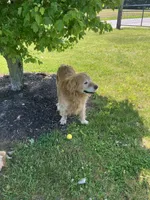 Titus, a male Golden Retriever for sale in Plymouth, IN – 3 of 4