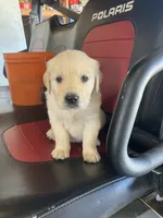 Duke, a male Golden Retriever for sale in Plymouth, IN – 2 of 4