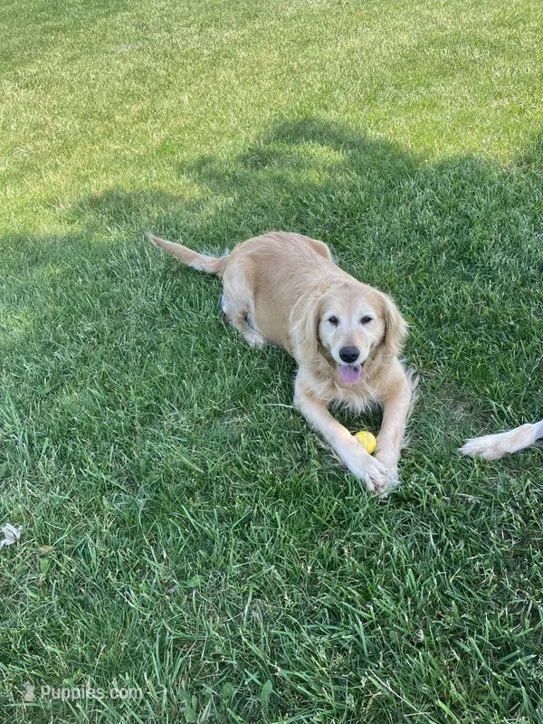 Piper – Golden Retriever puppy for sale in Plymouth, IN