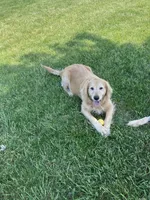 Piper, a female Golden Retriever for sale in Plymouth, IN – 1 of 5