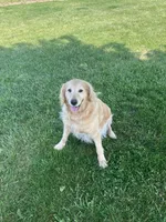 Piper, a female Golden Retriever for sale in Plymouth, IN – 5 of 5