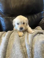 Paisley , a female Golden Retriever for sale in Plymouth, IN – 2 of 3