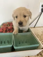 Olivia, a female Golden Retriever for sale in Plymouth, IN – 5 of 6