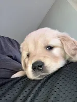 Lily, a female Golden Retriever for sale in Plymouth, IN – 1 of 4
