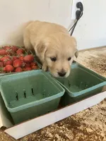 Olivia, a female Golden Retriever for sale in Plymouth, IN – 2 of 6