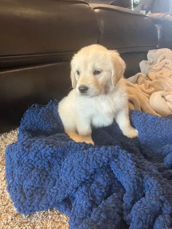 Reese – Golden Retriever puppy for sale in Plymouth, IN