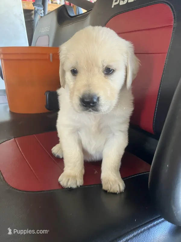 Duke – Golden Retriever puppy for sale in Plymouth, IN