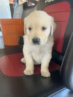 Duke, a male Golden Retriever for sale in Plymouth, IN – 1 of 4