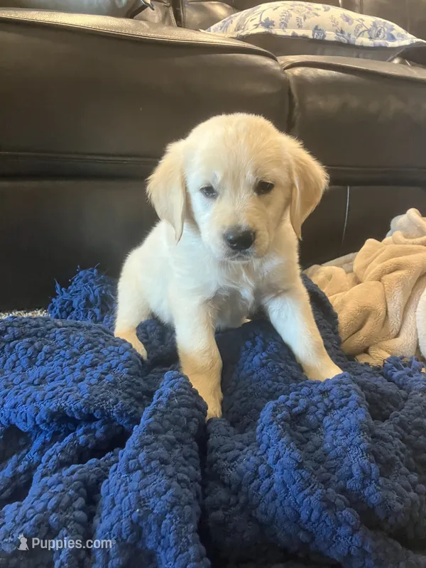 Duke – Golden Retriever puppy for sale in Plymouth, IN