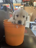 Yvette, a female Golden Retriever for sale in Plymouth, IN – 2 of 2