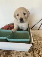 Olivia, a female Golden Retriever for sale in Plymouth, IN – 3 of 6