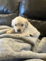 Paisley , a female Golden Retriever for sale in Plymouth, IN – 1 of 3