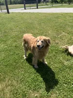 Titus, a male Golden Retriever for sale in Plymouth, IN – 4 of 4