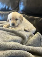 Paisley , a female Golden Retriever for sale in Plymouth, IN – 3 of 3