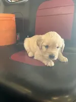 Lily, a female Golden Retriever for sale in Plymouth, IN – 2 of 4