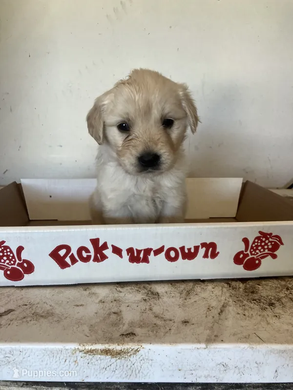 Reese – Golden Retriever puppy for sale in Plymouth, IN