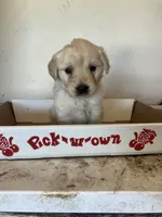 Reese, a female Golden Retriever for sale in Plymouth, IN – 1 of 4