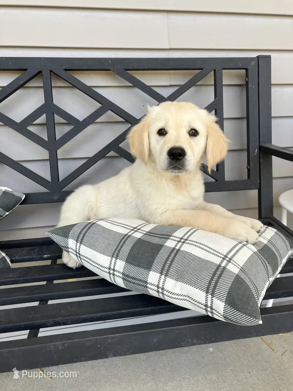 Duke – Golden Retriever puppy for sale in Plymouth, IN