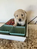 Olivia, a female Golden Retriever for sale in Plymouth, IN – 6 of 6