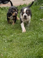 Black Tricolor , a female American Bully for sale in Heuvelton, NY – 3 of 9