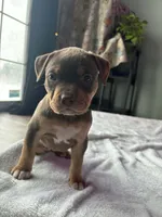 Chocolate Tricolor , a female American Bully for sale in Heuvelton, NY – Photo 1 of 3