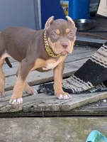 Chocolate Tricolor , a female American Bully for sale in Heuvelton, NY – Photo 2 of 4