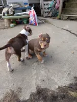 Chocolate Tricolor , a female American Bully for sale in Heuvelton, NY – Photo 3 of 4