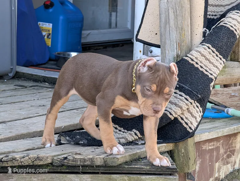 Chocolate Tricolor  – American Bully puppy for sale in Heuvelton, NY