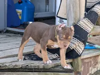 Chocolate Tricolor , a female American Bully for sale in Heuvelton, NY – Photo 1 of 4