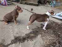 Chocolate Tricolor , a female American Bully for sale in Heuvelton, NY – Photo 4 of 4