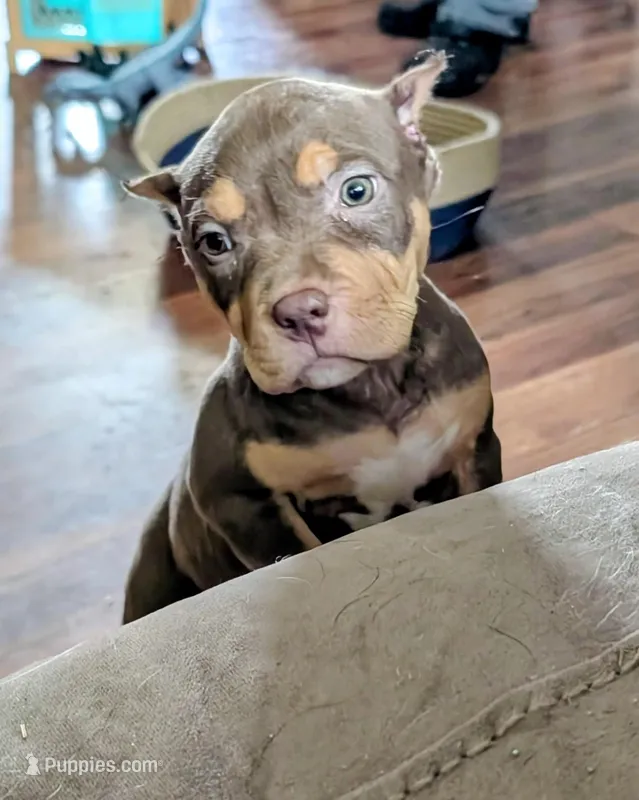 Chocolate Tricolor  – American Bully puppy for sale in Heuvelton, NY