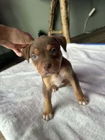 Chocolate Tricolor , a female American Bully for sale in Heuvelton, NY – Photo 2 of 3