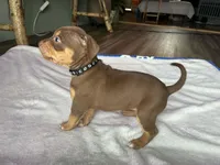 Chocolate Tricolor , a female American Bully for sale in Heuvelton, NY – Photo 3 of 3