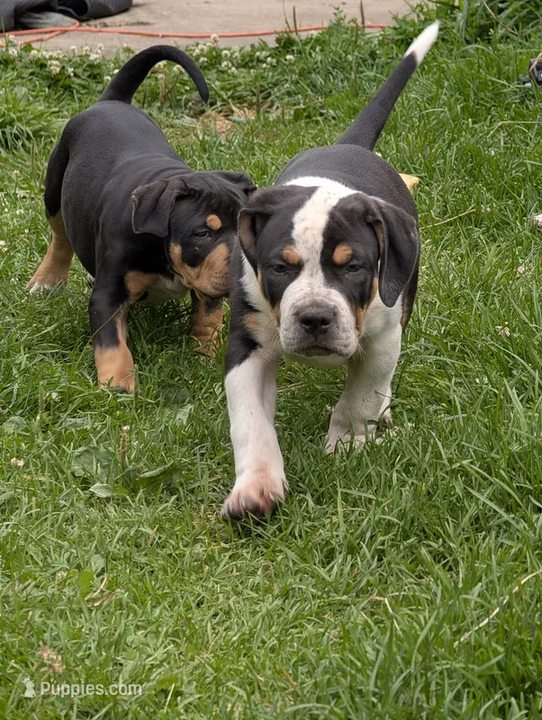 Black Tricolor  – American Bully puppy for sale in Heuvelton, NY