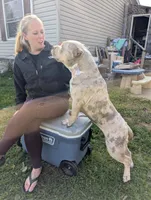 Harley Quinn , a female American Bully for sale in Heuvelton, NY – Photo 5 of 5